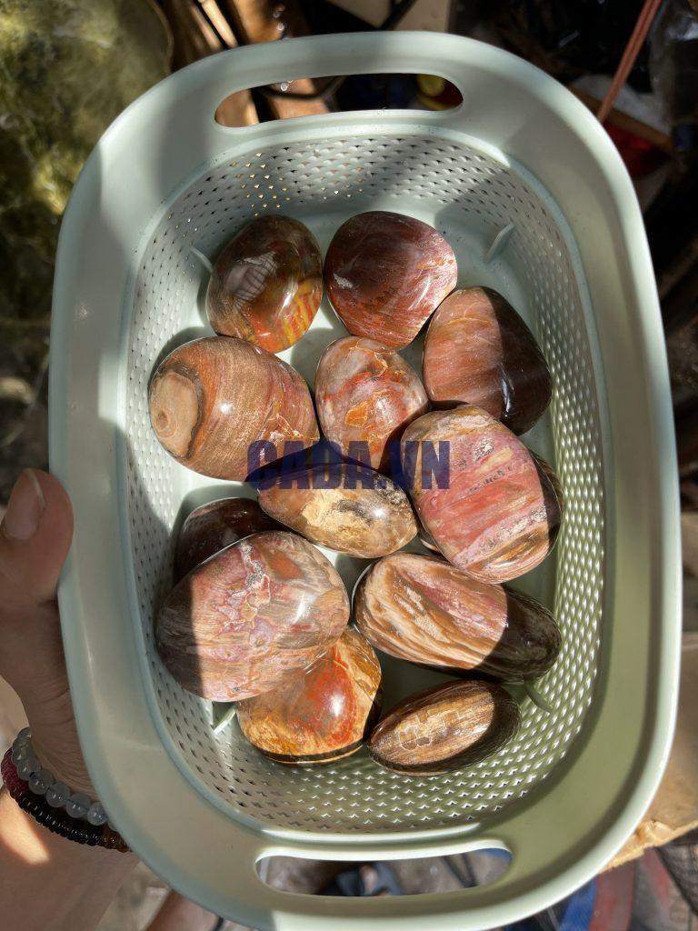 Palm Gỗ Hóa Thạch - Petrified Wood Palm