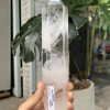 Trụ Thạch Anh Trắng trong – Clear Quartz Point, KL: 498GRAM (TTT222)